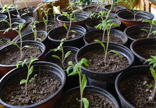 Tomatenpflanzen-März