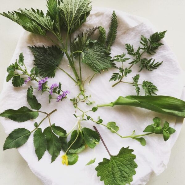 9 Kräuter für die Suppe - Wie heißen sie